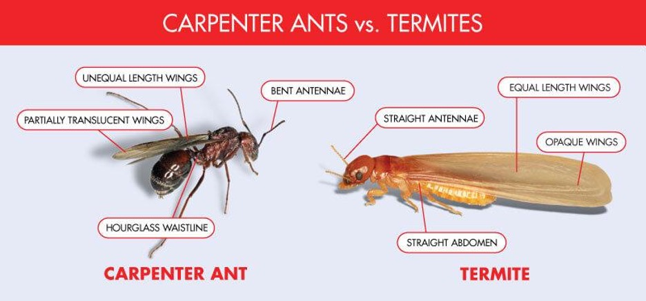 Differences Between Carpenter Ants And Termites